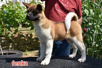 Americká Akita S PP - FCI - 6
