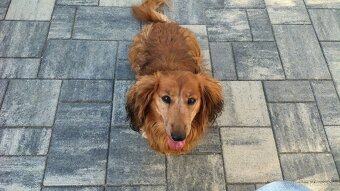 Jazvečík dlhosrsty štandard - 6