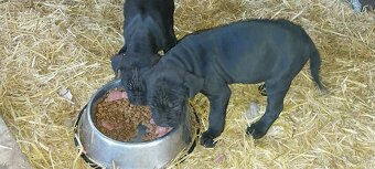 Bandog x - 6