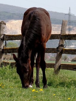 kobylka po appaloosa - 6
