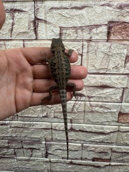 Agama Bradatá - 6