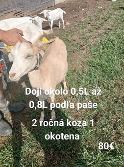 Kozy - 6
