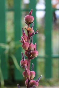 Canon EF 50mm f 1,8 - 6