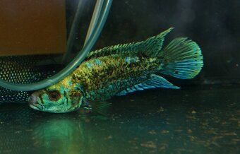 Rocio octofasciata - Kančík perleťový - 6