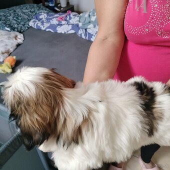 Šteniatko Shih-tzu (shih tzu, shihtzu) - 6