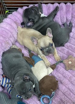 Francuzsky buldoček - 6