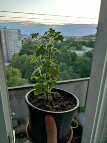 Predám Migrénovník - 6