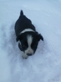 Predám šteniatka - 6