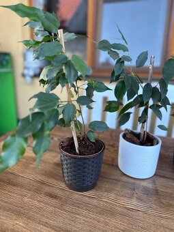Ficus benjamina - Fikus benjamín / Variegata - 6