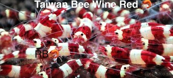 TOP PREMIUM Krevety, Akva machy, PREMIUM RED BOA - TRENCIN - 6