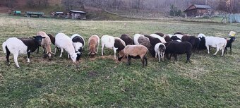 Prodám ovce kamerunské dorper - 6