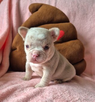 Francúzsky buldoček s PP - 6