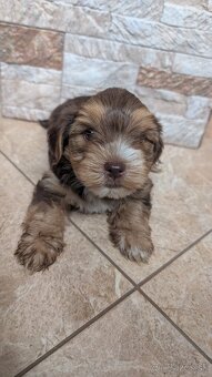 Yorkshire terrier - 6