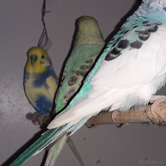 predám andulky a zebričky - 6