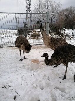 Pštros emu hnedý - 6