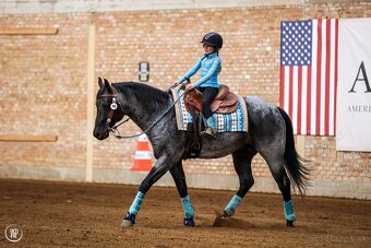 Pripúšťanie American Quarter Horse - 6