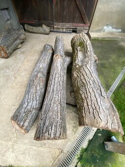 Orechové kmene, guľatina - 6