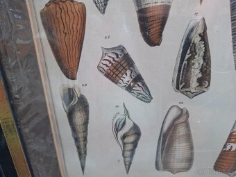 Predám starý obraz Farebná litografia Škeble a lastury 24 € - 6