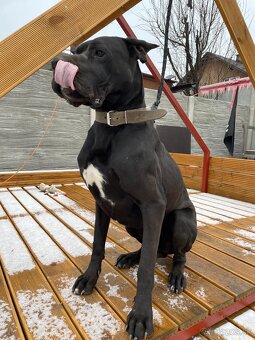 Nemecká doga čierna - KRYTIE - 6