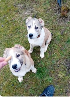 Stredoázijský ovčiak -šteniatka - 6