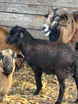 jahniatka kamerunskej ovce - 6