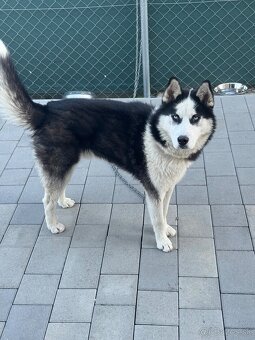Sibírsky husky - 6