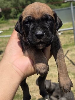 Cane corso šteniatka - 6