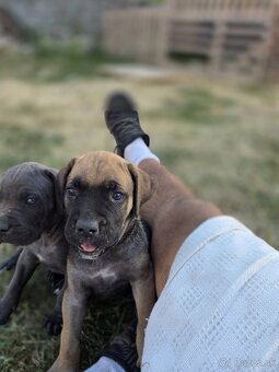 Cane corso šteniatka - 6