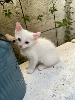 Darujeme pekné hravé zdravé mačiatka - 6