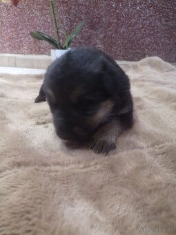 nemecky ovčiak šteniatka - 6