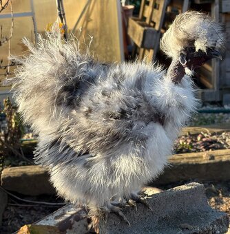 USA-hodvabničky - 6