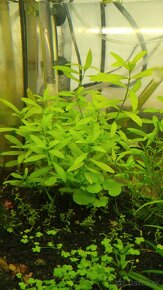 Akvarijné rastlinky - 6