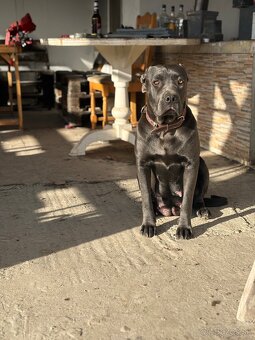 Predám/eladó Cane corso - 6