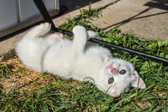 Darujem mačiatka do dobrých rúk 🐾 - 6