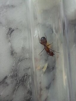 Kralovny mravcov rodu: Camponotus Nicobarensis - 6