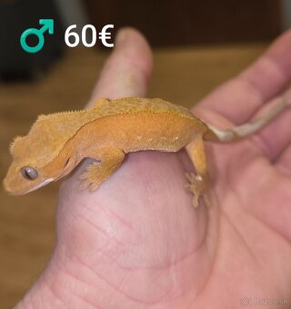 PAGEKON RIASNATY - 6