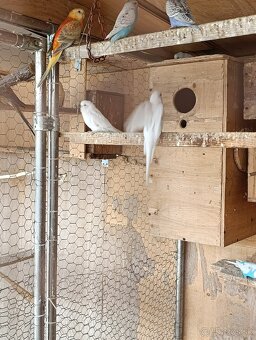 Rozela, agapornis,spevavý, andulky - 6