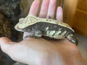 krist.kalis_cresties samice - 6