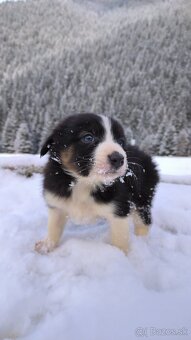 borderkolia - bicolor - tricolor - 6