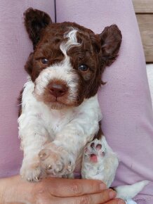 Lagotto Romagnolo - 6