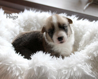 Wels Corgi Cardigen - 6