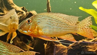 Geophagus - 6
