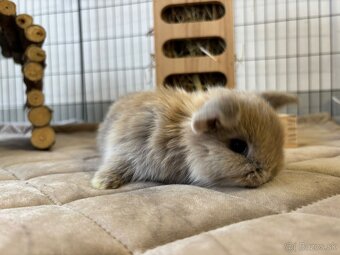 Ponúkame na predaj minilop zajačikov, králičkov, zajacov - 6