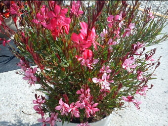 Gaura vysoká aj nízka - 6