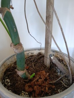 Monstera - 6