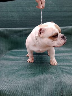 American bully - 6