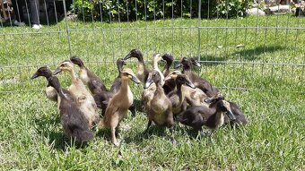 Indicky bežec, Indicke bežce - 6