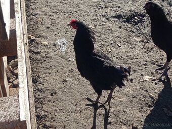 Kohúti - 6