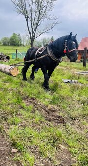 Kon žrebiec 6 rokow - 6