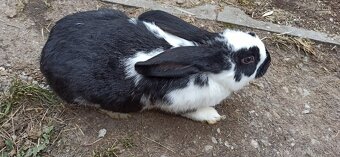 Predám králiky 3,5 mesačne - 6